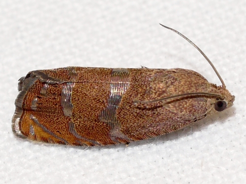 Filbertworm Moth