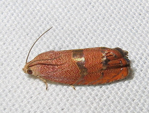 Filbertworm Moth
