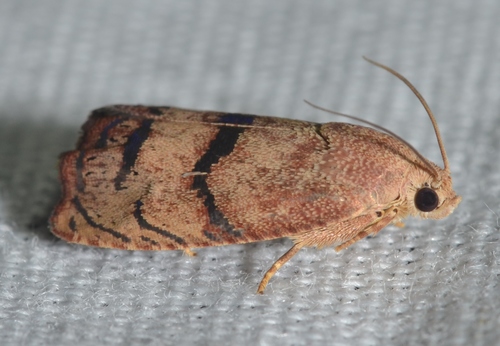 Filbertworm Moth