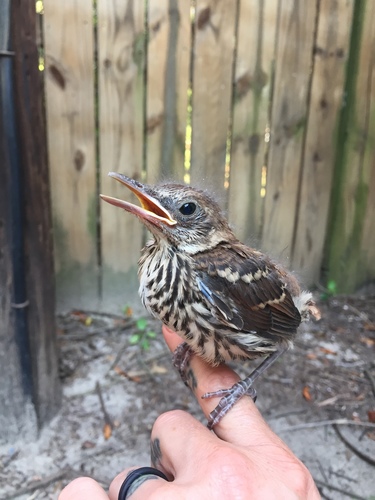 Brown Thrasher