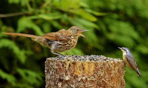 Brown Thrasher