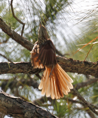 Brown Thrasher