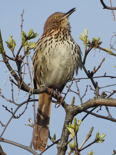 Brown Thrasher