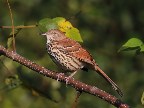 Brown Thrasher