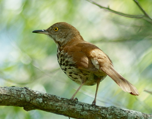 Brown Thrasher