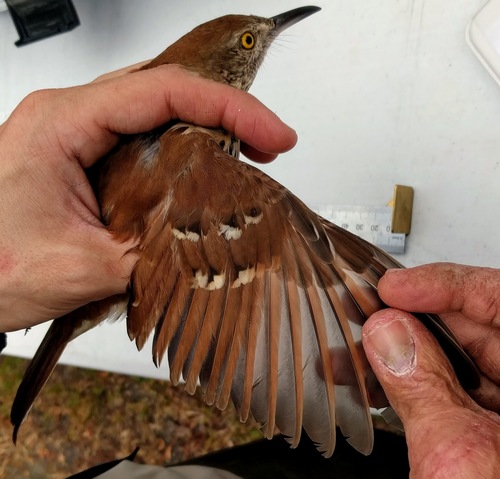 Brown Thrasher