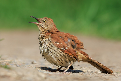 Brown Thrasher