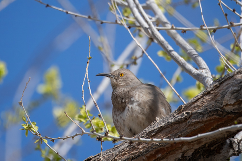 Curve-billed Thrasher