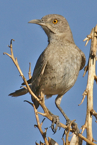 Curve-billed Thrasher