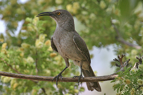 Curve-billed Thrasher