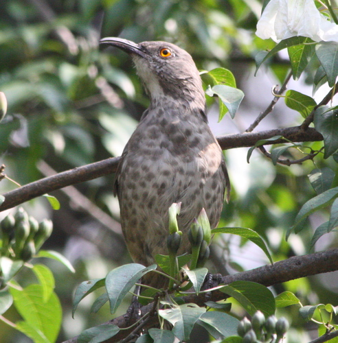 Curve-billed Thrasher