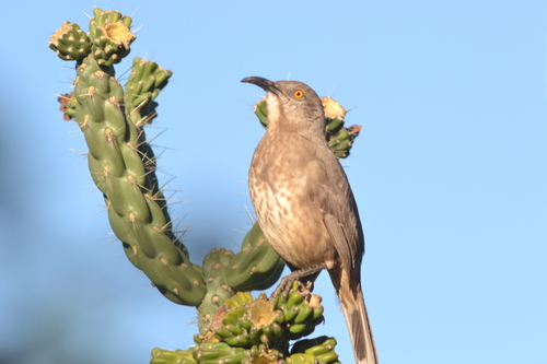 Curve-billed Thrasher
