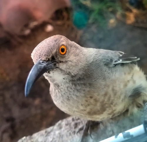 Curve-billed Thrasher