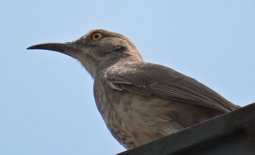 Curve-billed Thrasher