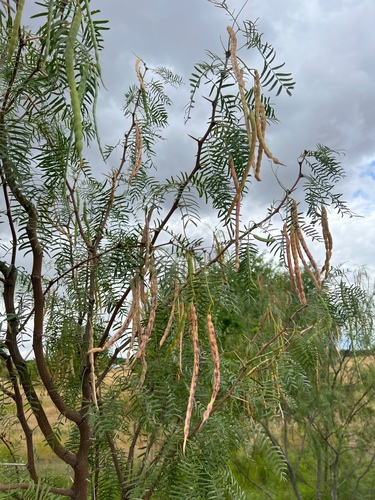 honey mesquite