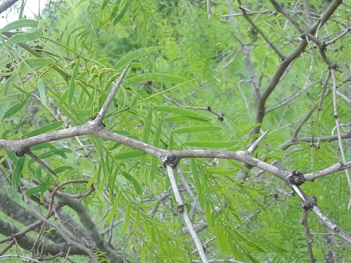 honey mesquite