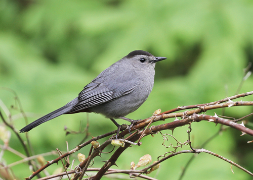 Gray Catbird