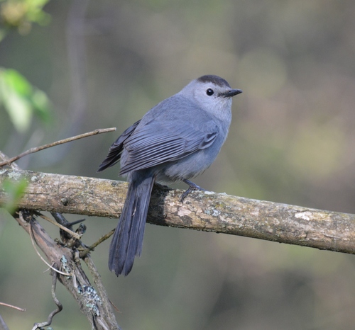Gray Catbird