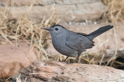 Gray Catbird