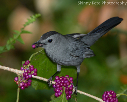 Gray Catbird
