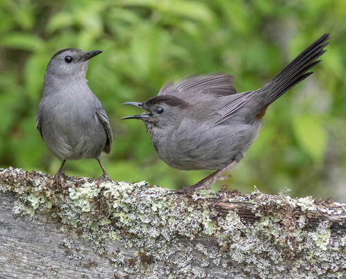 Gray Catbird
