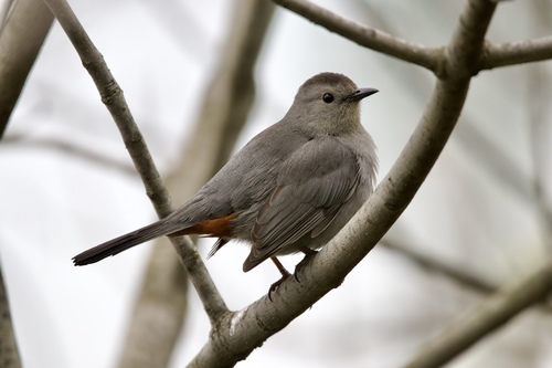 Gray Catbird