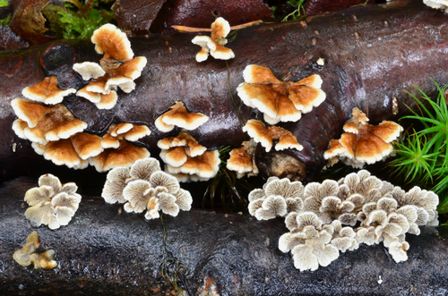 crimped gill
