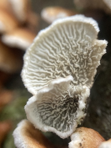 crimped gill