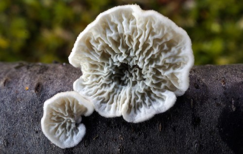 crimped gill