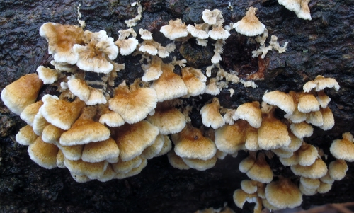 crimped gill
