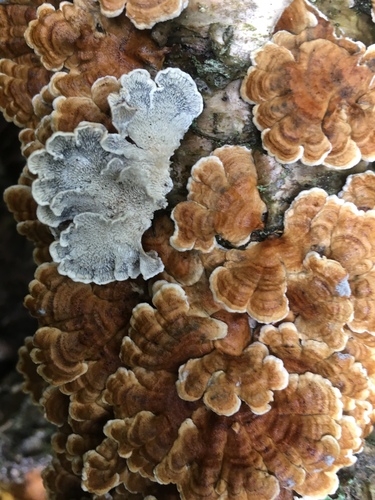 crimped gill