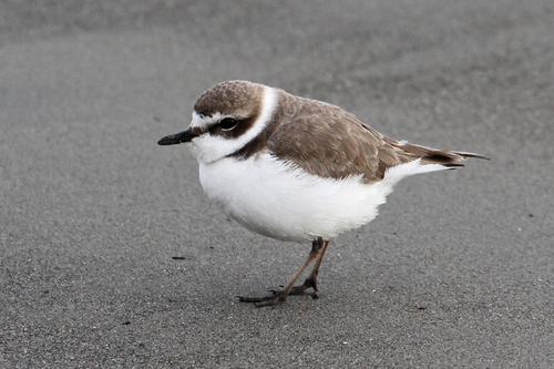 Kentish Plover
