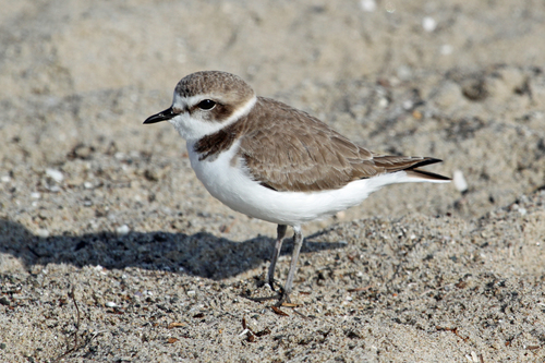 Kentish Plover