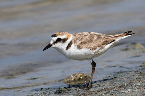 Kentish Plover