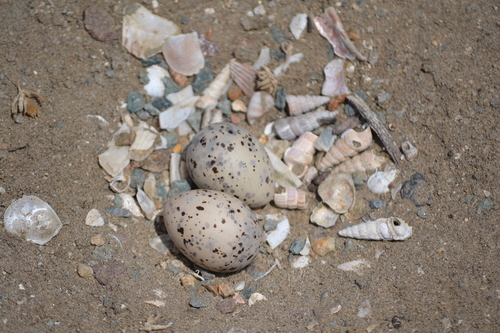 Kentish Plover