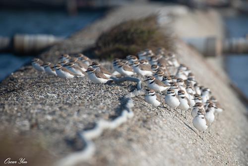 Kentish Plover