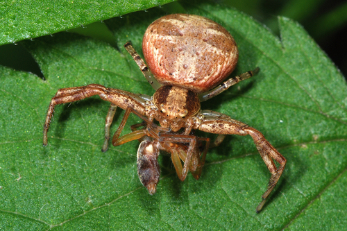 Xysticus cristatus