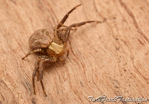 Xysticus cristatus