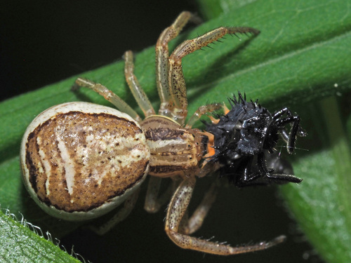 Xysticus cristatus