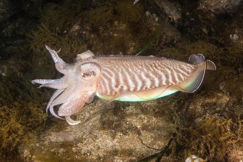 European Common Cuttlefish