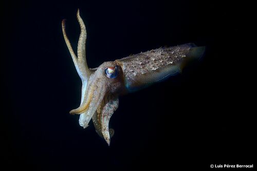 European Common Cuttlefish