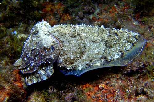European Common Cuttlefish