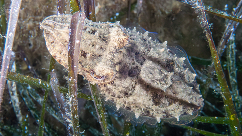 European Common Cuttlefish
