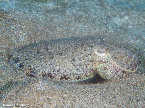 European Common Cuttlefish
