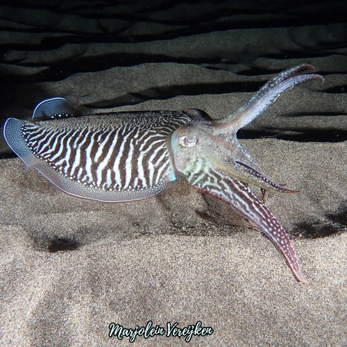 European Common Cuttlefish