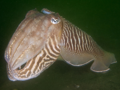 European Common Cuttlefish