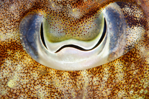 European Common Cuttlefish