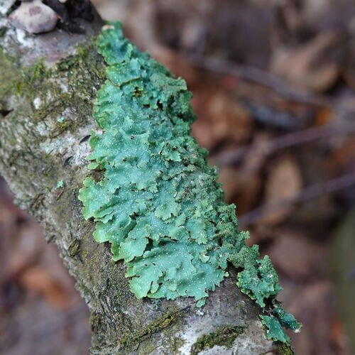 rough speckled shield lichen