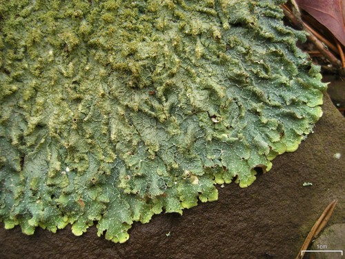 rough speckled shield lichen