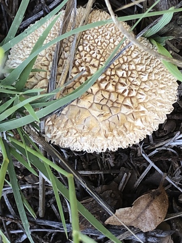 Peeling Puffball